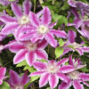 Large Flowered Clematis Candy Stripe