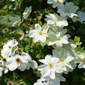 Large Flowered Clematis Sylvia Denny