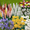 The Complete Summer Flowering Bulb Collection