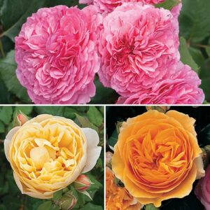Classic ‘Old English’ Shrub Rose Collection