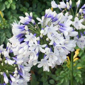 Agapanthus Twister, African Lily