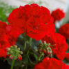 Large Red Zonal Geranium Collection