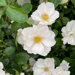 Rose Simple White Keros
